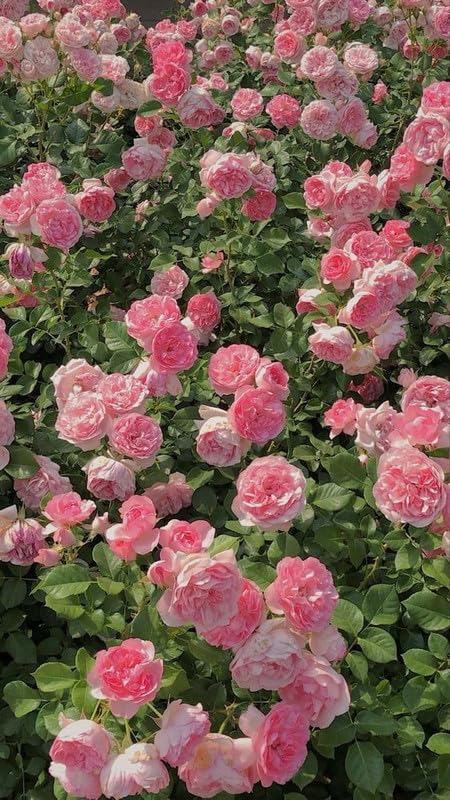 Elegant Climbing Rose Flower Seeds