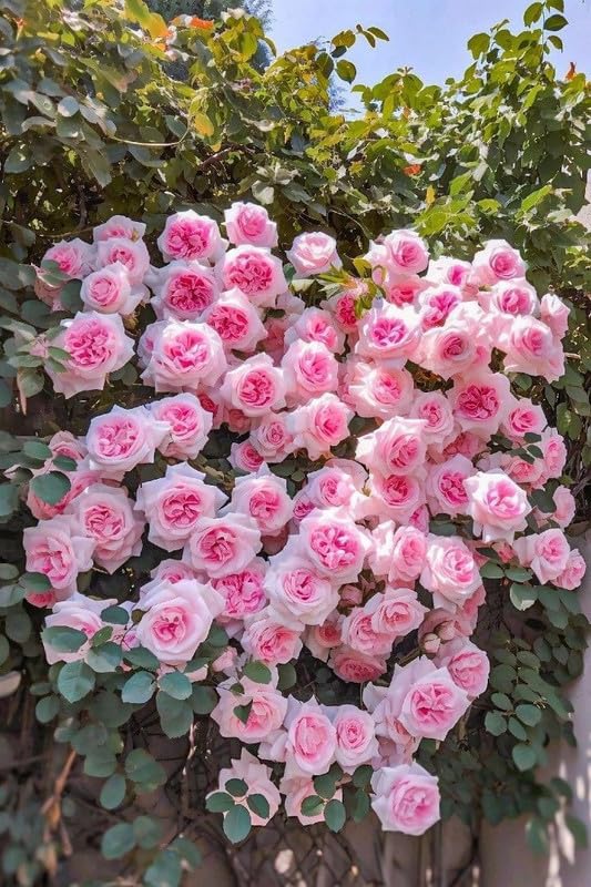 Elegant Climbing Rose Flower Seeds