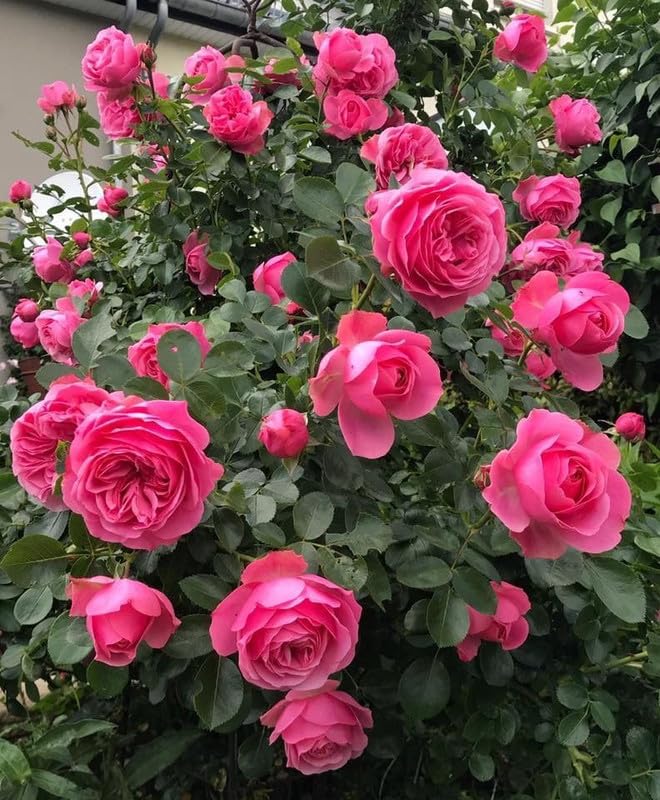 Elegant Climbing Rose Flower Seeds